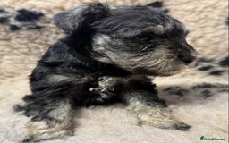 Miniature Schnauzer dogs for sale: Miniature schnauzers pups ready now ❤️ - Image 7