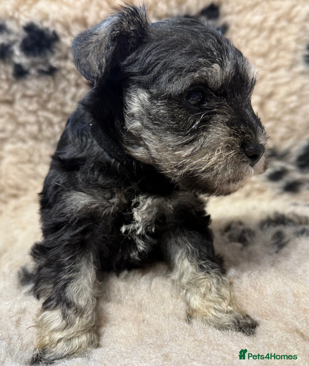 Miniature Schnauzer dogs for sale: Miniature schnauzers pups ready now ❤️ - Image 7