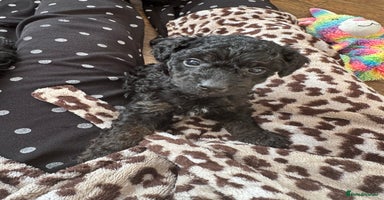 Toy Poodle dogs - Advert 5