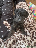 Toy Poodle dogs - Advert 8