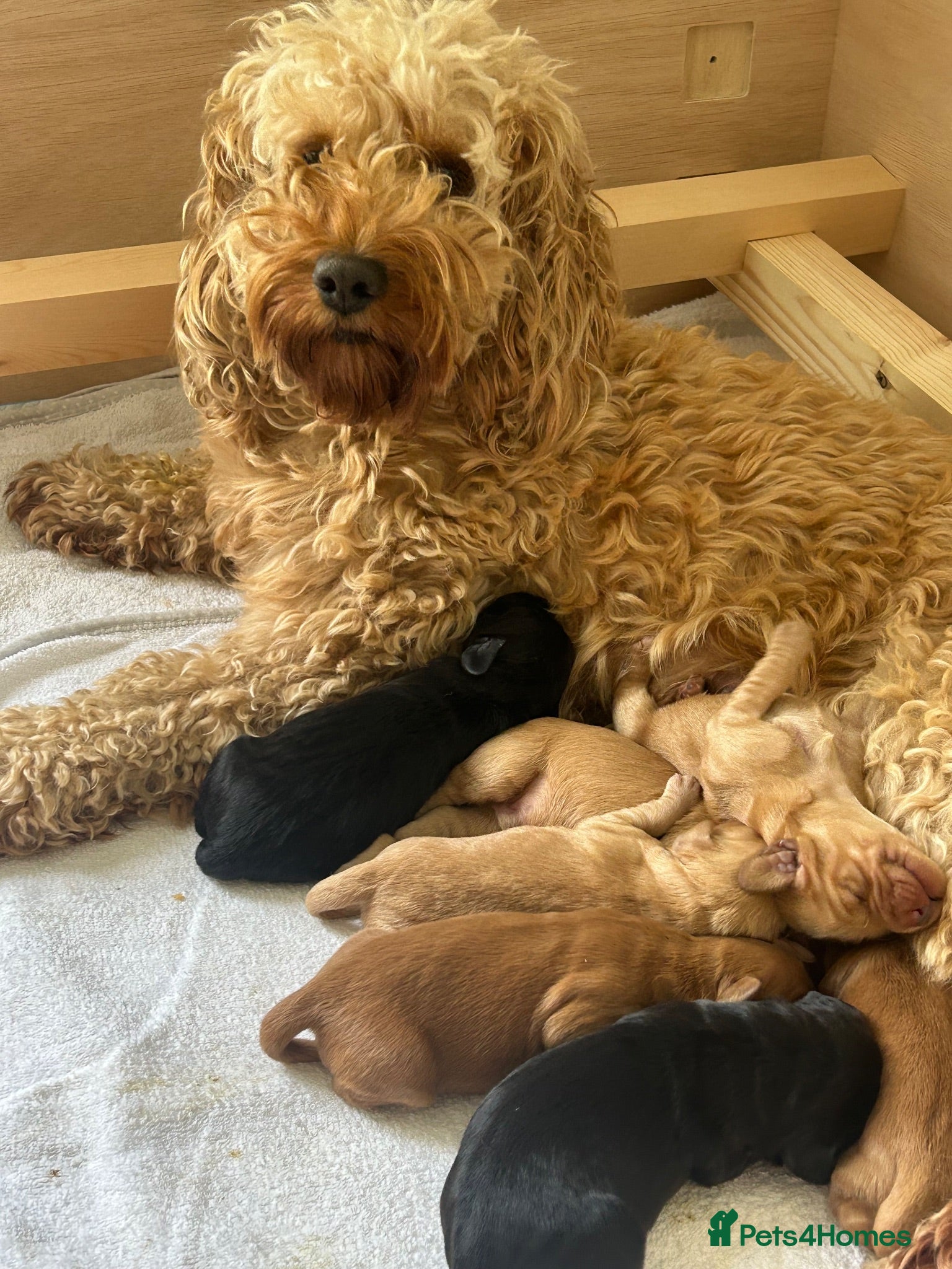 Mixed Breed dogs Beautiful double doodle puppies - Advert 1