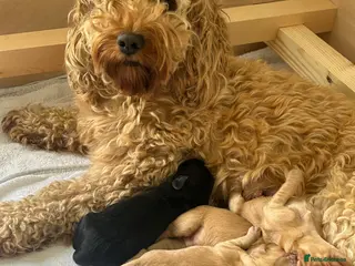 Mixed Breed dogs Beautiful double doodle puppies - Advert 1