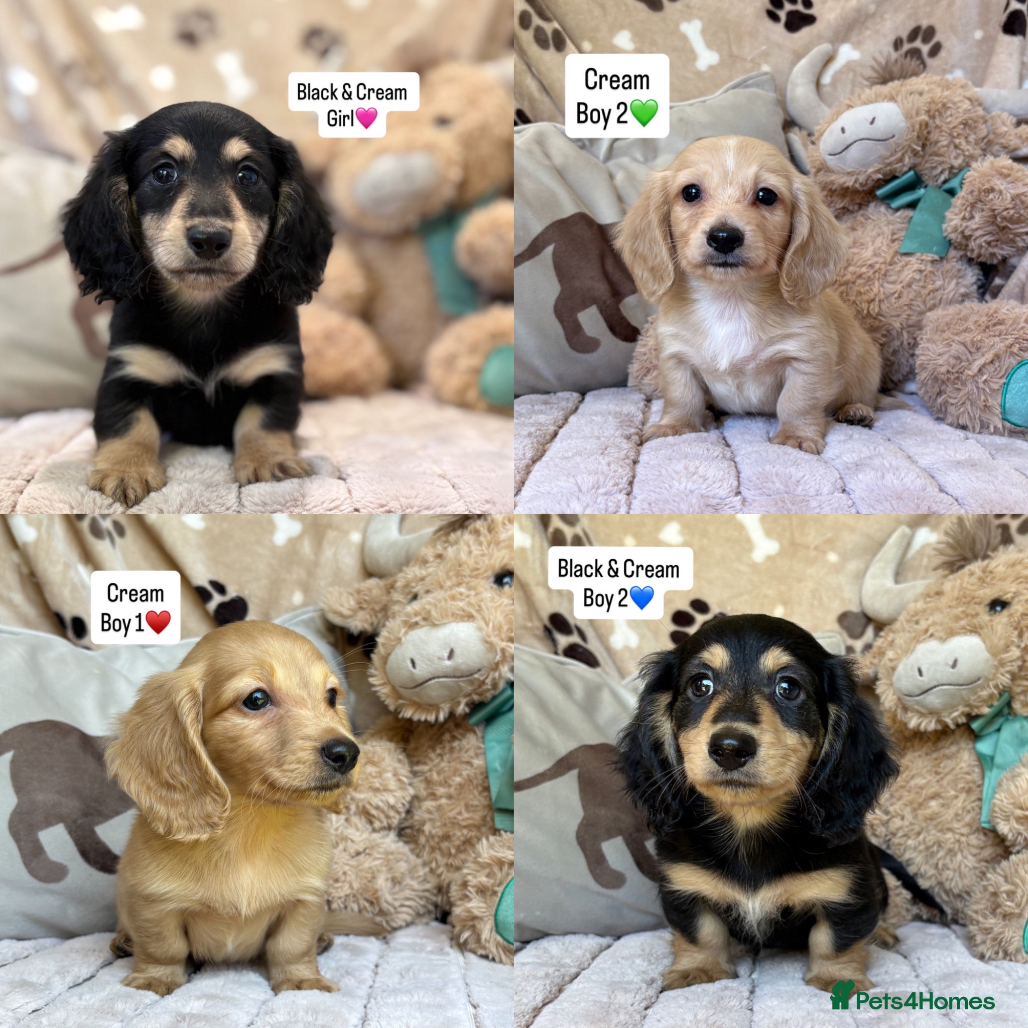 Miniature Dachshund dogs KC MINIATURE LONG HAIRED DACHSHUNDS💛 - Advert 1