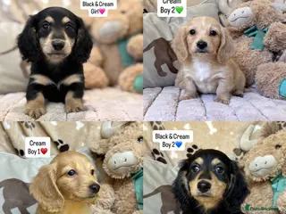 Miniature Dachshund dogs for sale: KC MINIATURE LONG HAIRED DACHSHUNDS💛 - Advert 1