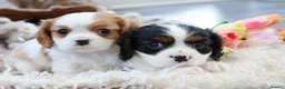 Cavalier King Charles Spaniel dogs for sale: HEALTH TESTED KC Cavalier King Charles Spaniels - Advert 6