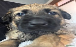 German Shepherd dogs for sale: Beautiful chunky German shepherd puppies - Image 5