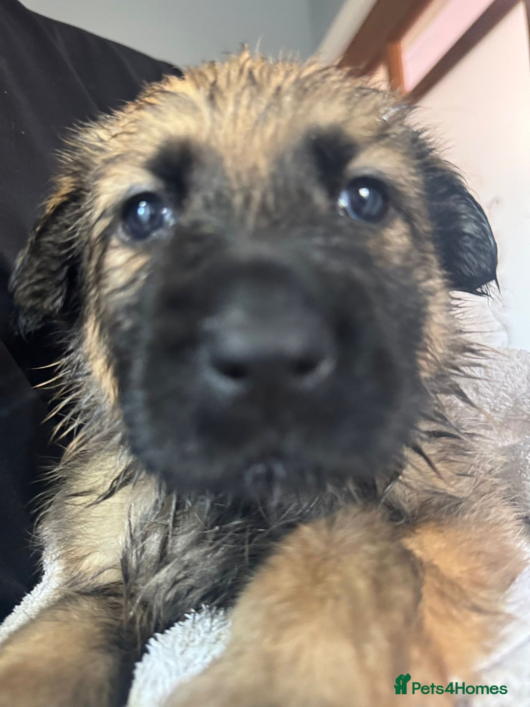 German Shepherd dogs for sale: Beautiful chunky German shepherd puppies - Image 5
