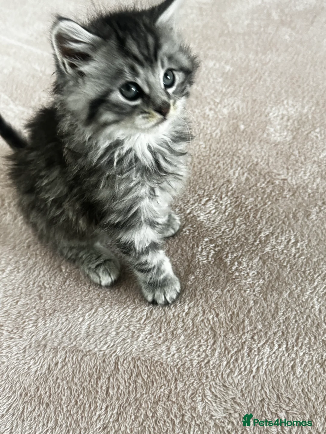 British Longhair cats for sale: British longhair and shorthair kittens - Advert 2