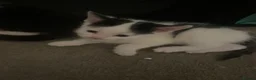 Turkish Van cats for sale: Litter of 6 kittens  - Advert 2