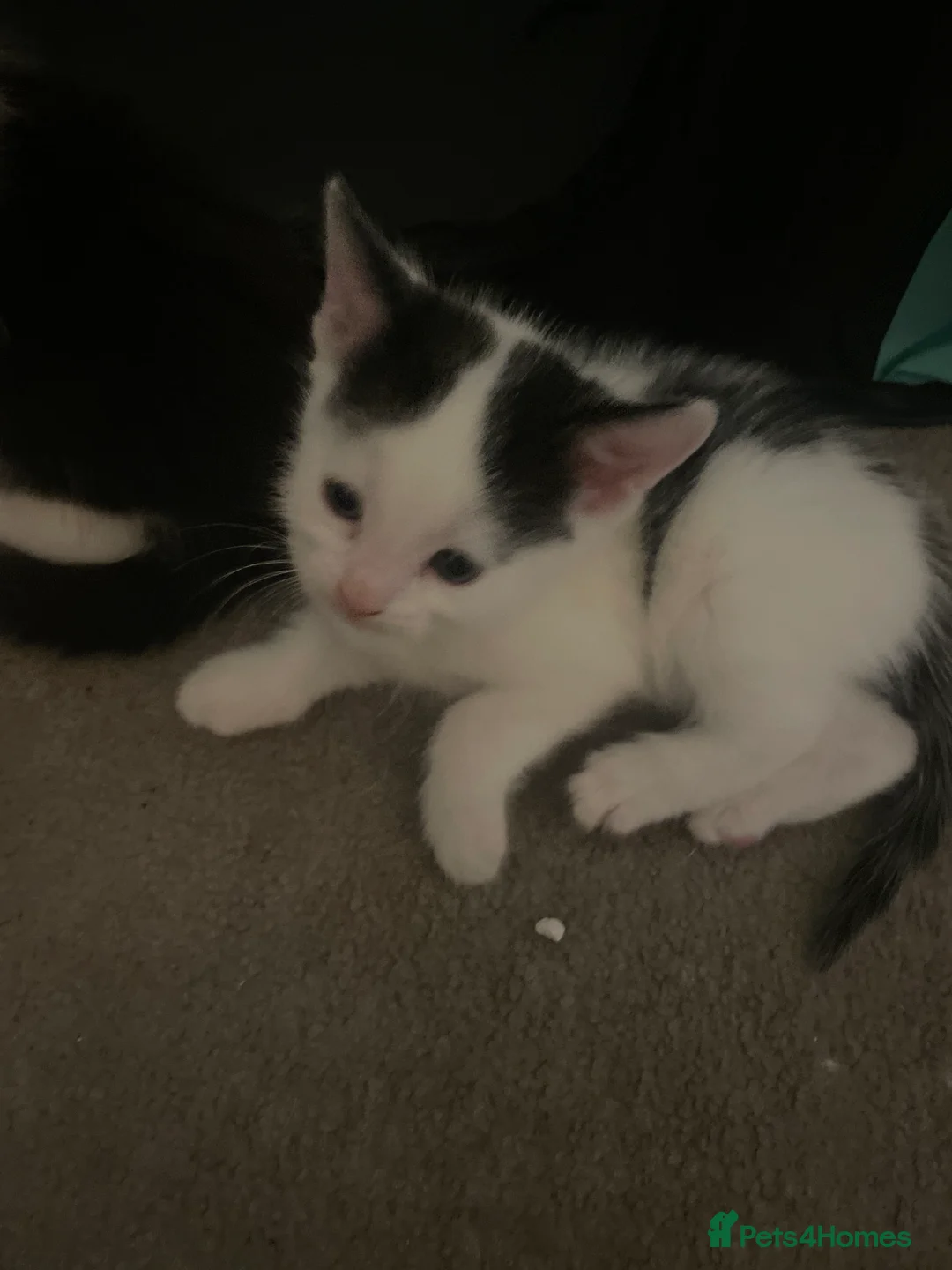 Turkish Van cats for sale: Litter of 6 kittens  - Advert 2