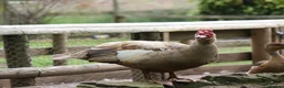 Ducks poultry for sale: 5 Male and Female Mixed Muscovy Ducks - Advert 2