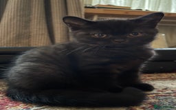 British Shorthair cats for sale: British shorthair blue - Image 5