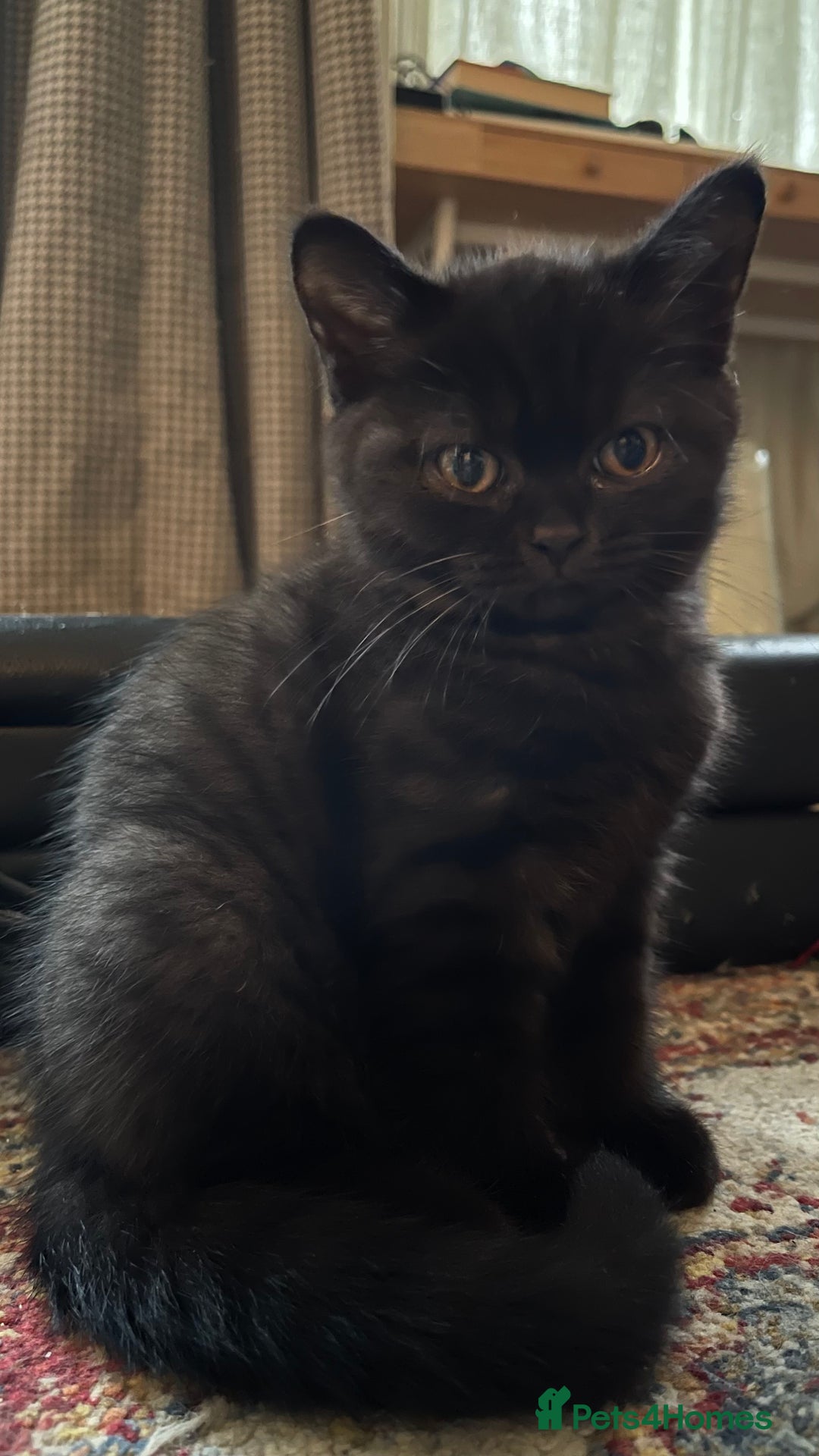 British Shorthair cats for sale: British shorthair blue - Image 5