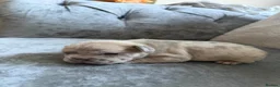 French Bulldog dogs for sale: Beautiful French Bulldog Puppies  in Deal - Advert 16