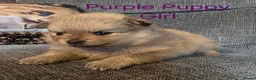 Pomeranian dogs for sale: 3 Beautiful pomeranian puppies for sale - Advert 18
