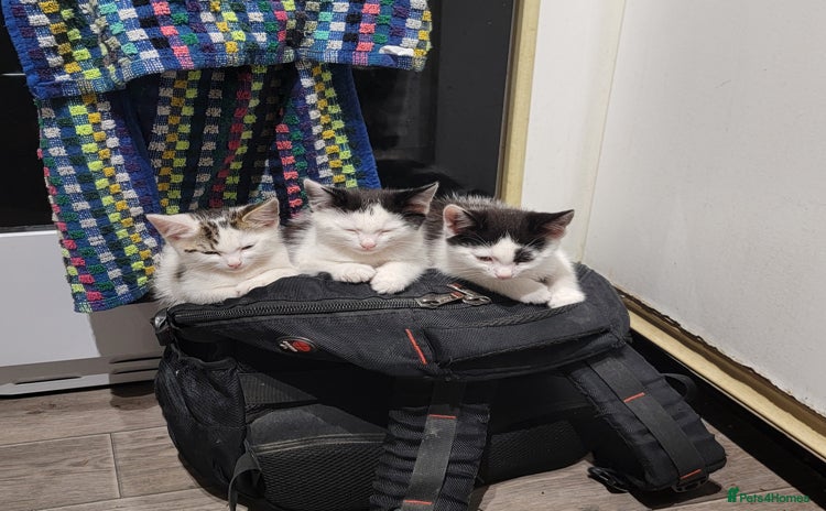 Domestic Shorthair cats - Advert 6