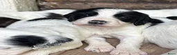 English Springer Spaniel dogs for sale: Striking Traditional English Springer Spaniel pups - Advert 8