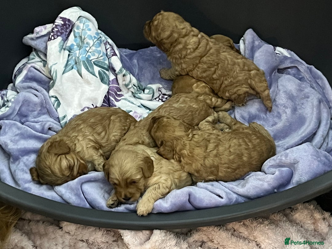 Cavapoochon dogs for sale: Cavapoochon Puppies ready from 20th December 2025  - Advert 19