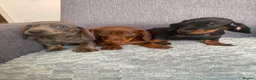 Miniature Dachshund dogs for sale: Miniature dachshund in Nelson - Advert 1