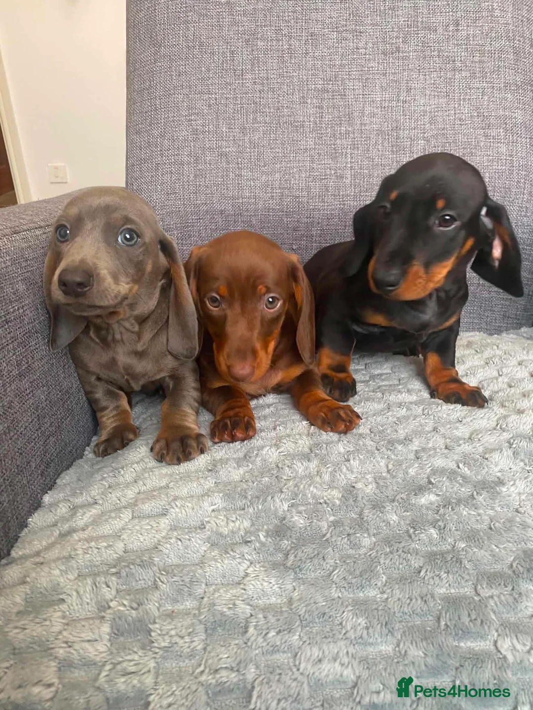 Miniature Dachshund dogs for sale: Miniature dachshund in Nelson - Advert 1