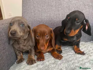 Miniature Dachshund dogs Miniature dachshund - Advert 1