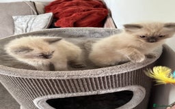 Ragdoll cats for sale: Adorable Ragdoll baby’s  - Image 32