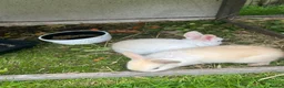 Netherland Dwarf rabbits for sale: Mini Netherlands dwarf  - Advert 5