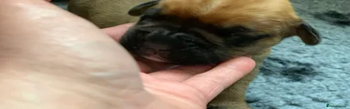Boxer Puppy 2
