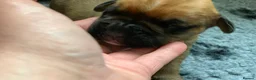 Boxer dogs for sale: Pedigree Boxer Puppies for Sale  in Barnsley - Advert 10