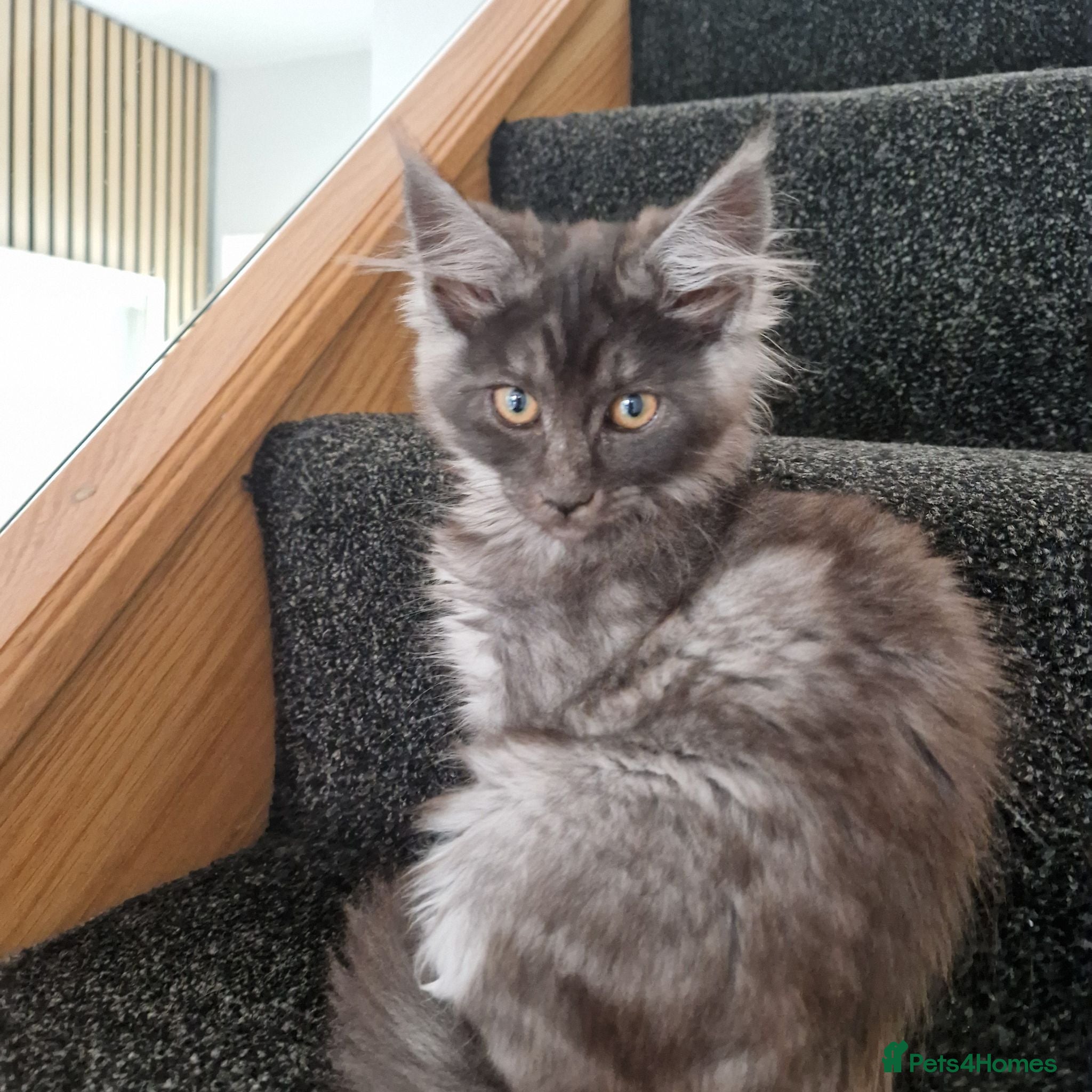Maine Coon cats Pedigree - smoke russian line mainecoons - Advert 1