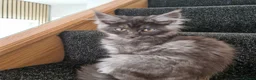 Maine Coon cats for sale: Pedigree - smoke russian line mainecoons - Advert 2