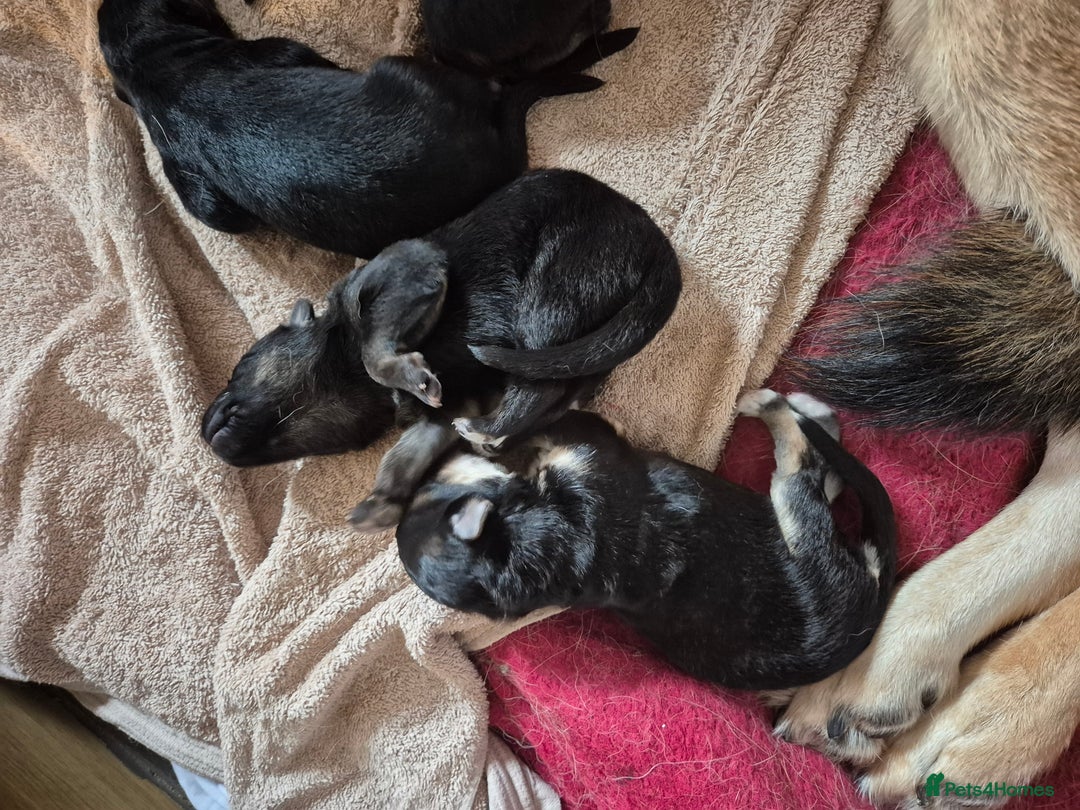 German Shepherd dogs for sale: German shepard puppies - Image 4