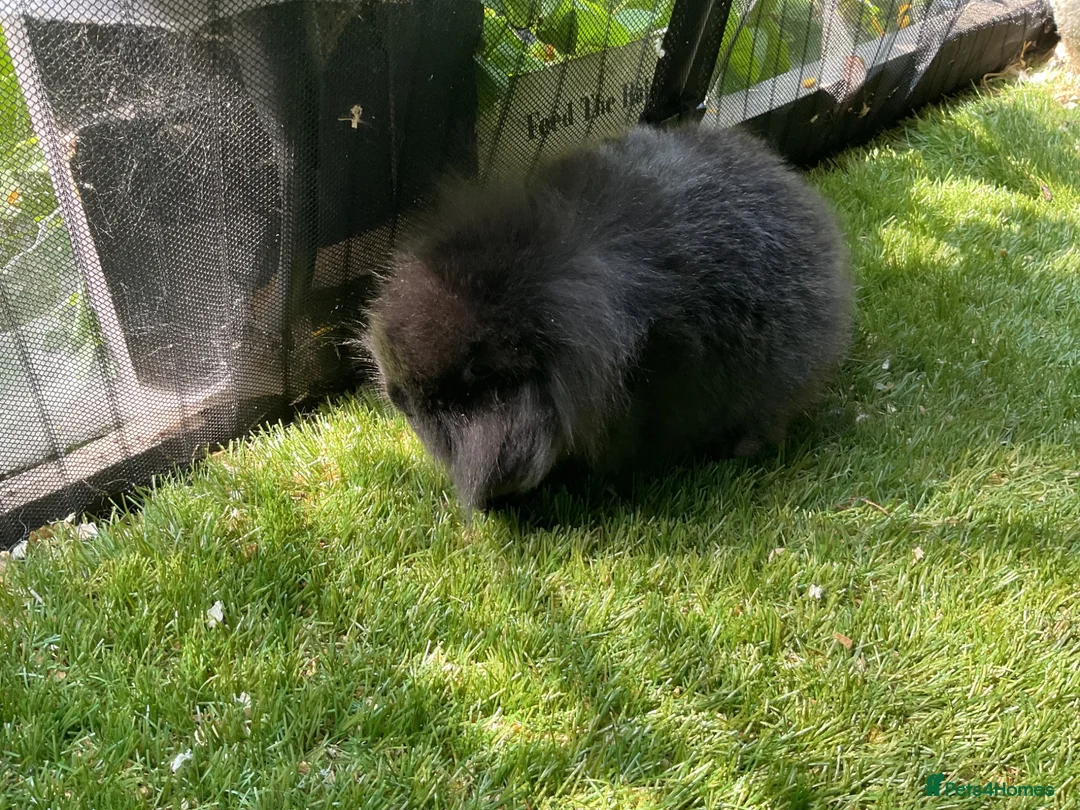Mini Lop rabbits for sale: Seal point & sable lion lop baby rabbits 9 weeks - Advert 3