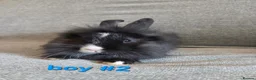 Lionhead rabbits for sale: Lion head babies very fluffy & tame ☆READY NOW - Advert 9