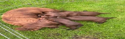 Cocker Spaniel dogs for sale: Glnhowy gundogs kc reg working cocker spaniel pups in Tredegar - Advert 2