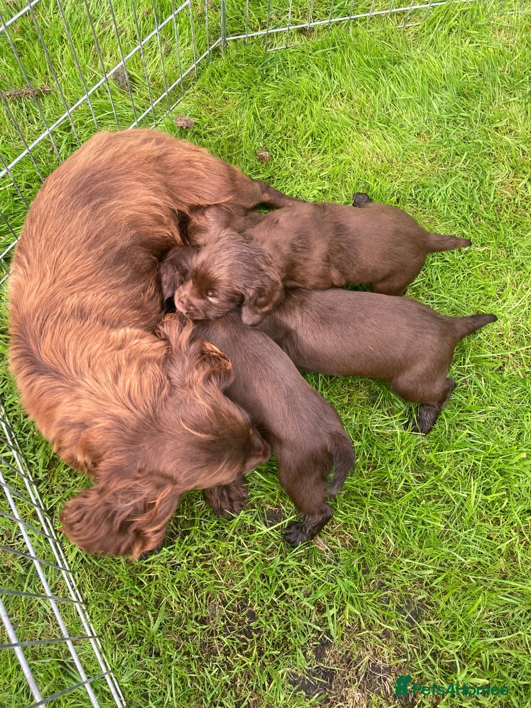 Cocker Spaniel dogs for sale: Glnhowy gundogs kc reg working cocker spaniel pups in Tredegar - Advert 2