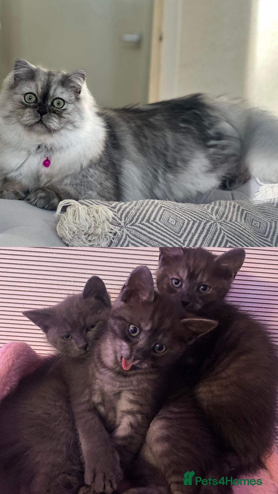 Mixed Breed cats 4 beautiful mixed breed cats for sell - Advert 6