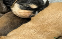 Labradoodle dogs for sale: Unique Stunning miniature doodles - Advert 12