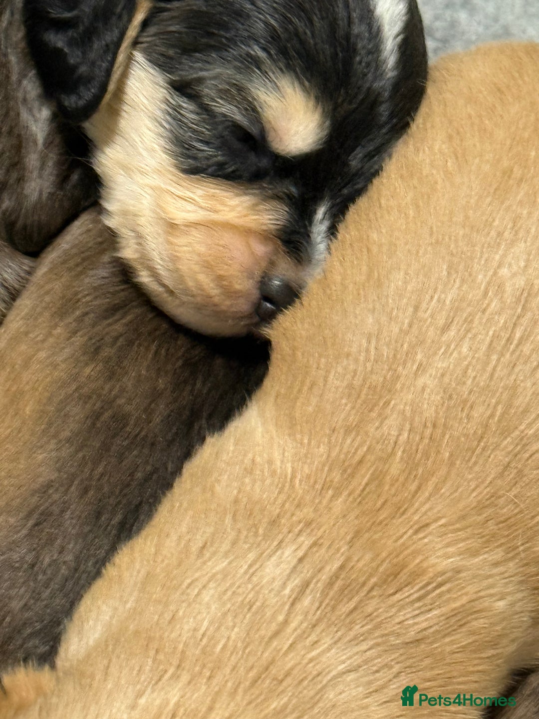 Labradoodle dogs for sale: Unique Stunning miniature doodles - Advert 12