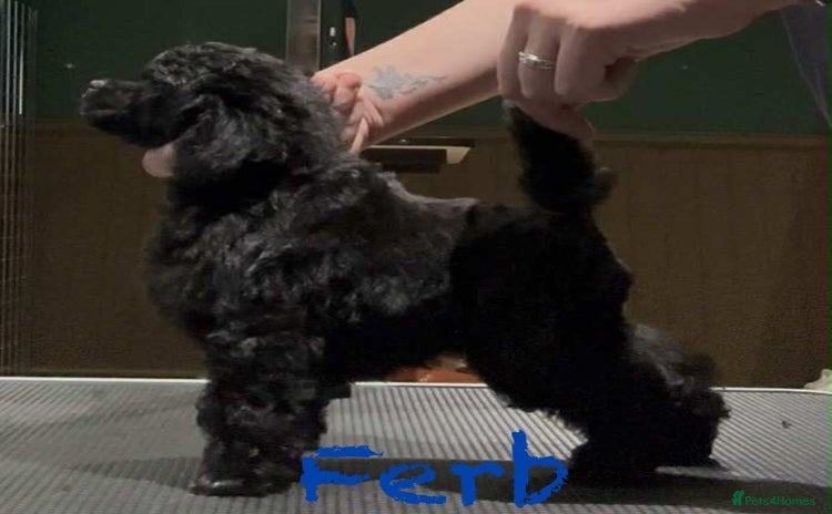 Toy Poodle dogs - Advert 13