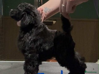 Toy Poodle dogs - Advert 2