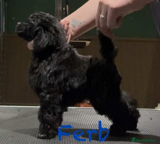 Toy Poodle dogs - Advert 1
