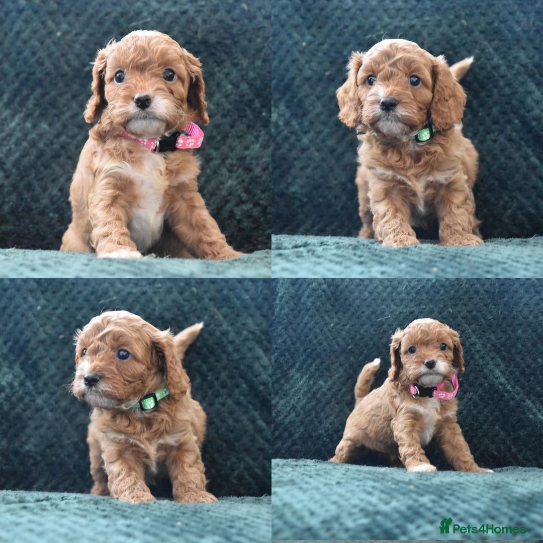 Cavapoo dogs Toy F1 Cavapoo Puppies Fully Dna Clear. - Advert 5