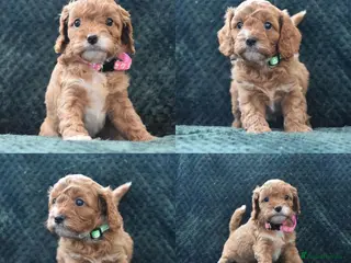 Cavapoo dogs Toy F1 Cavapoo Puppies Fully Dna Clear. - Advert 5