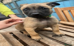 Belgian Shepherd Dog dogs for sale: Belgian Melinous pups ready for homes - Image 13