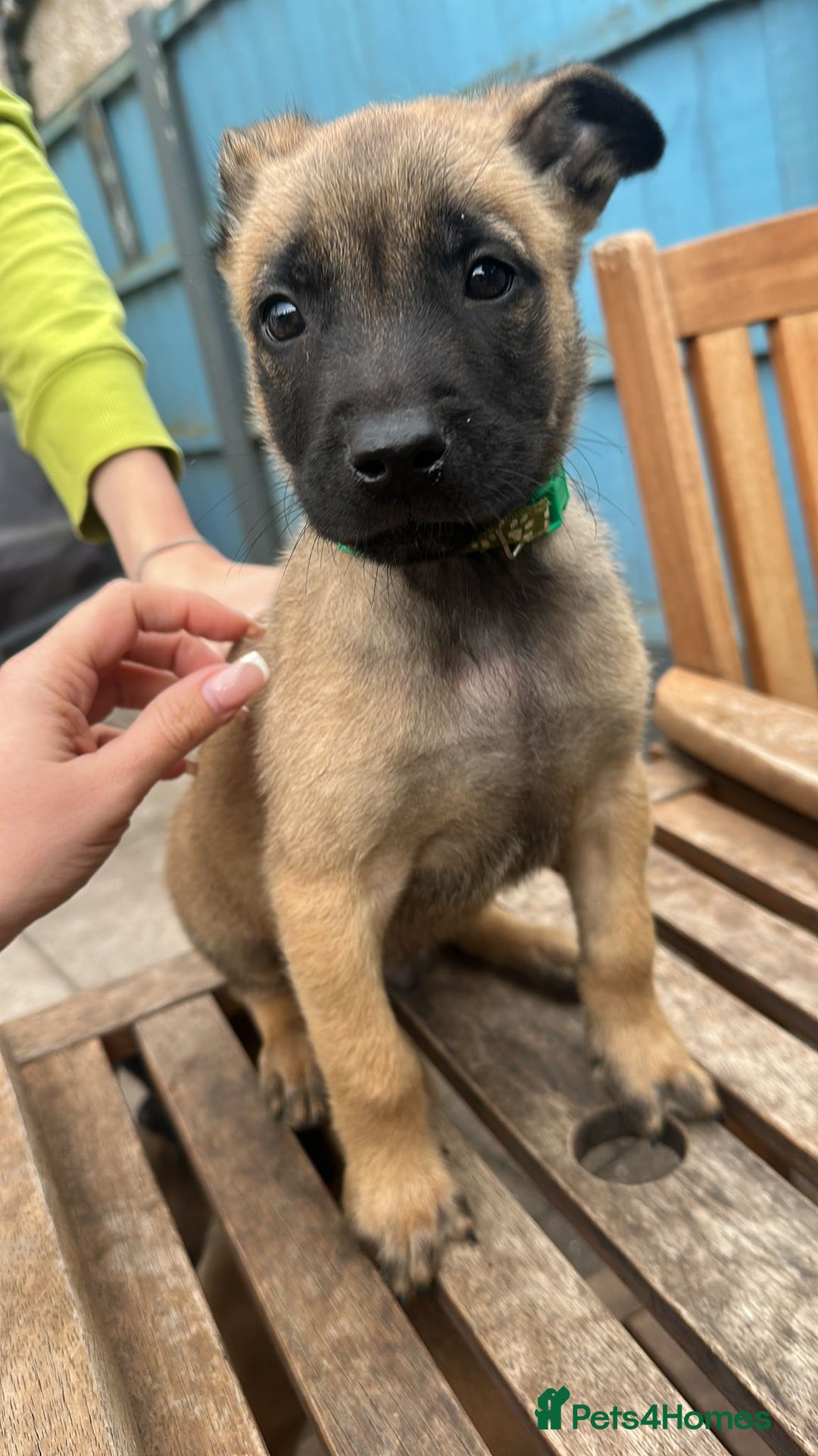 Belgian Shepherd Dog dogs for sale: Belgian Melinous pups ready for homes - Image 13