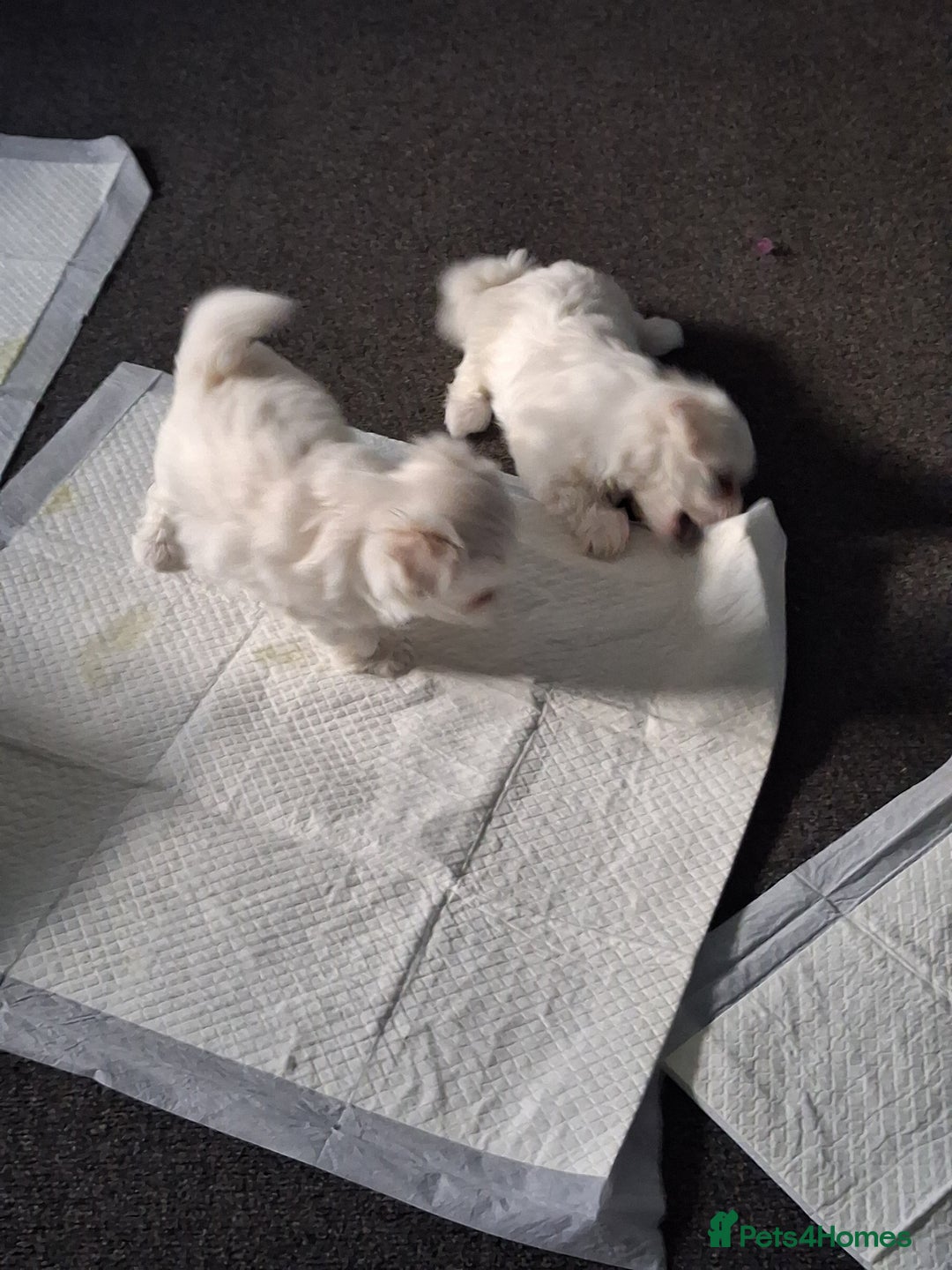 Mixed Breed dogs for sale: Beautiful Maltipoo Puppies 💙 - Image 1