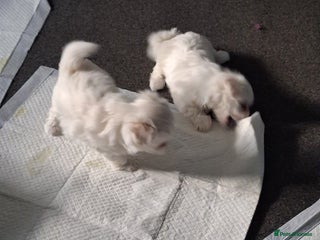 Mixed Breed dogs - Advert 6