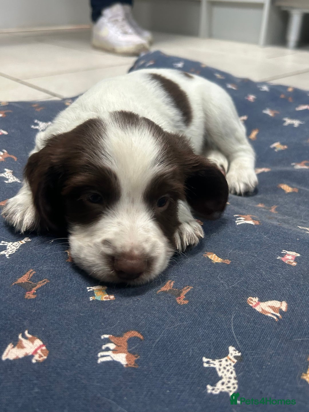 Sprocker dogs for sale: Working Sprocker Spaniels  - Advert 34