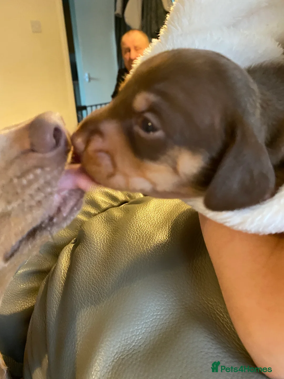 Dachshund dogs for sale: Dachshund  in Northallerton - Advert 5